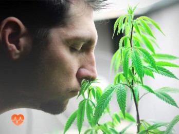 Детоксикация от марихуаны в Нерехте